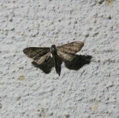 Euacidalia brownsvillea