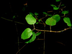 Coprosma rubra