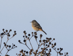 Knipolegus aterrimus