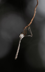 Leptogaster