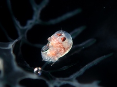 Hyperiidae