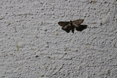 Euacidalia brownsvillea