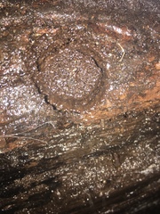 Quindina albomarginis