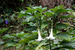 Brugmansia