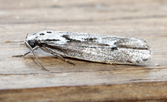 Ethmia discostrigella