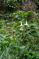Brugmansia