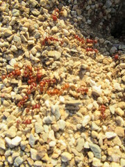 Pogonomyrmex barbatus