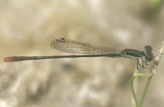 Agriocnemis