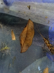 Heterospila nigripalpis