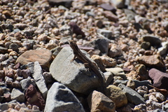 Uta stansburiana elegans