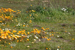 Dimorphotheca sinuata