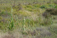 Albuca canadensis