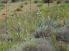 Albuca canadensis