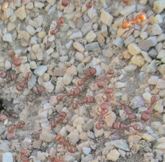 Pogonomyrmex barbatus