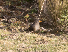 Turdus