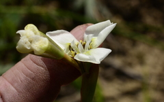 Moraea tricuspidata