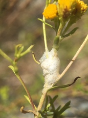 Clastoptera lineatocollis