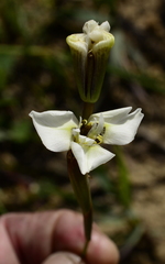 Moraea tricuspidata