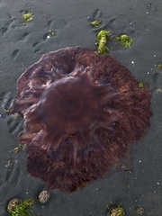 Cyanea ferruginea