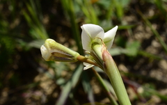 Moraea tricuspidata