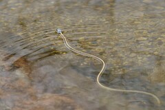 Thamnophis cyrtopsis