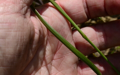 Moraea tricuspidata