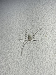 Cryptachaea gigantipes