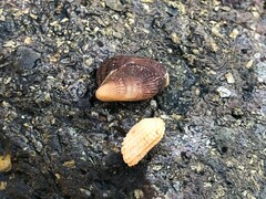 Brachidontes