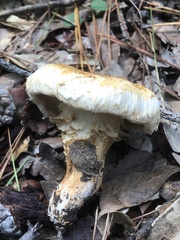 Matsutake
