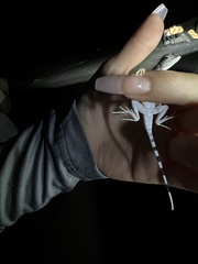 Callisaurus draconoides