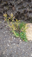 Eutrema edwardsii