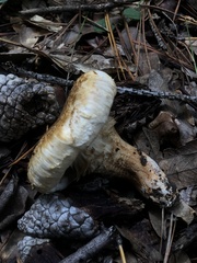 Matsutake
