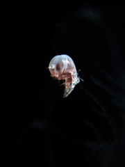 Hyperiidae
