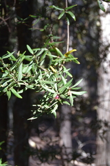 Pittosporum bicolor