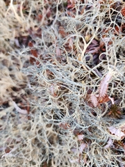 Alectoria ochroleuca