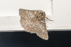 Hypobapta tachyhalotaria