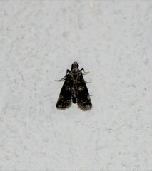 Elophila tinealis