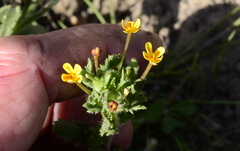 Zaluzianskya divaricata