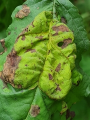 Taphrina tosquinetii