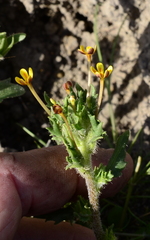 Zaluzianskya divaricata