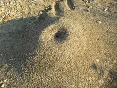 Pogonomyrmex barbatus