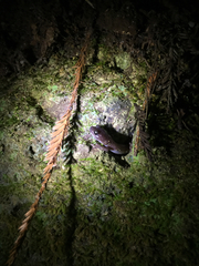 Aneides lugubris