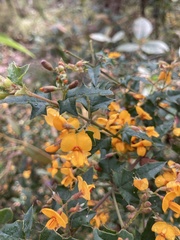 Podolobium ilicifolium