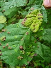 Taphrina tosquinetii