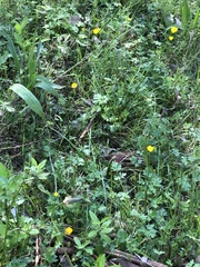 Ranunculus lappaceus