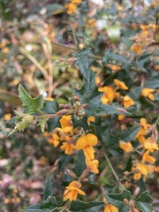 Podolobium ilicifolium