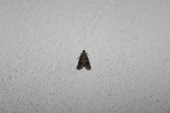 Elophila tinealis