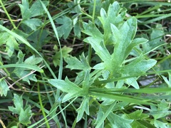 Ranunculus lappaceus
