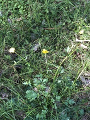 Ranunculus lappaceus