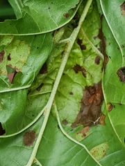 Taphrina tosquinetii